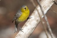 Oriente Warbler - Teretistris fornsi