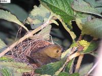 Variable Seedeater - Sporophila corvina