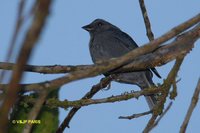 Uniform Finch - Haplospiza unicolor