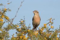 White-browed Blackbird - Sturnella superciliaris