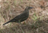 Shiny Cowbird - Molothrus bonariensis