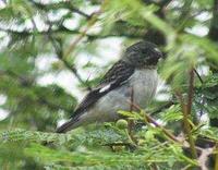 * Parrot Billed Seedeter