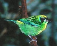 * Green-Gold Tanager