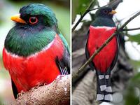 Masked trogon (Trogon personatus)