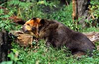 Spectacled Bear