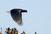 Curl-crested  jay