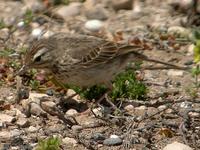 Berthelot's Pipit, El Jable Plains, Lanzarote, March 2006.