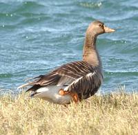 WF Goose
