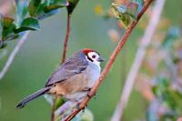 A Prevost's Ground Sparrow photographed during a FONT tour in Guatemala