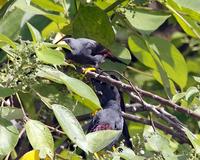 Finch-billed Myna, Scissirostrum dubium