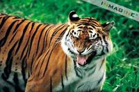 Bengal Tiger (Panthera tigris tigris) photo