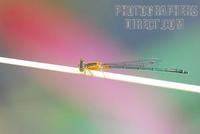 A Tropical Damselfly stock photo