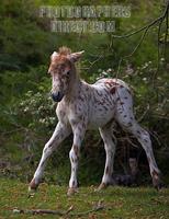 Spotted Shetland Pony Foal , New Forest , Hampshire , England stock photo