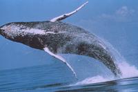 humpback whale breaching