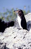 Galapagos Penguin - Spheniscus mendiculus