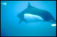 Phocoenoides dalli (Dall's Porpoise)