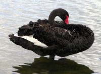 Black Swan