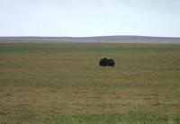 This    year for the first time a Muskox Ovibos     moschatus