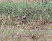 Grey-headed lapwing C20D 02295.jpg