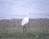 쇠백로 Little Egret  Egretta garzetta