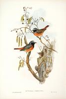 Richter after Gould Redstart (Ruticilla phoenicura)