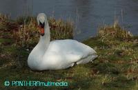 Cygnus olor ssp