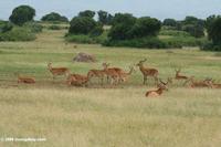 Uganda kob (Adenota kob thomasi) in the savanna of QENP