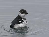 Little Auk (Alle alle)