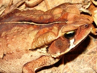 : Bufo pombali