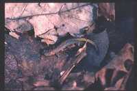 : Plethodon dorsalis; Northern Zigzag Salamander