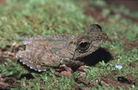 : Rhacophorus appendiculatus; Rough-Armed Tree Frog