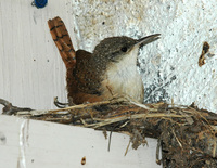 : Catherpes mexicanus; Canyon Wren