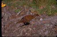 : Gallirallus australis; Weka