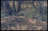 : Leipoa ocellata; Malleefowl