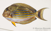 : Acanthurus lineatus