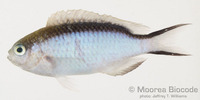 : Pomachromis fuscidorsalis