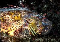 : Scorpaena guttata; California Scorpionfish