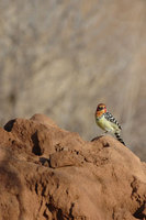 : Trachyphonus erythrocephalus; Red and Yellow Barbet