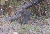 : Sylvilagus bachmani; Brush Rabbit