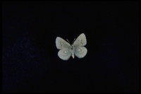 : Icaricia icarioides missionensis; Mission Blue