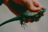 : Sceloporus orcutti; Granite Spiny Lizard