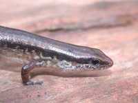 : Sphenomorphus cherriei; Striped Litter Skink