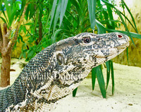 : Varanus salvator; Malaysian Water Monitor