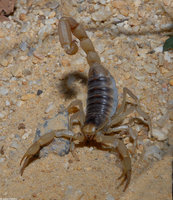 : Hadrurus arizonensis; Desert Scorpion