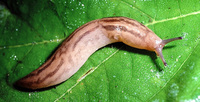 : Lehmannia valentiana; Three-band Gardenslug