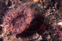 : Paracyathus stearnsi; Brown Cup Coral