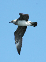 Pomarine Jaeger. 30 September 2006. Photo by Tom Love