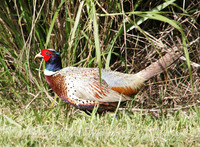 Ring-necked Pheasant