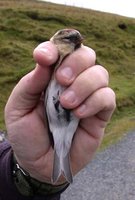 Iceland redpoll