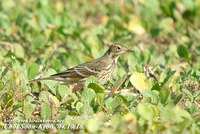 Fig. 11. Buff-billed Pipit : 밭종다리